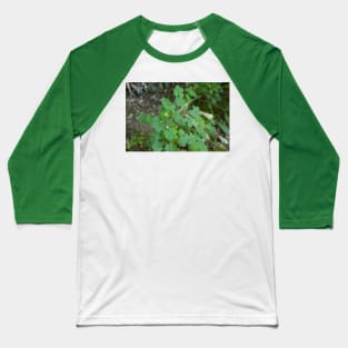 Clover leaves Baseball T-Shirt